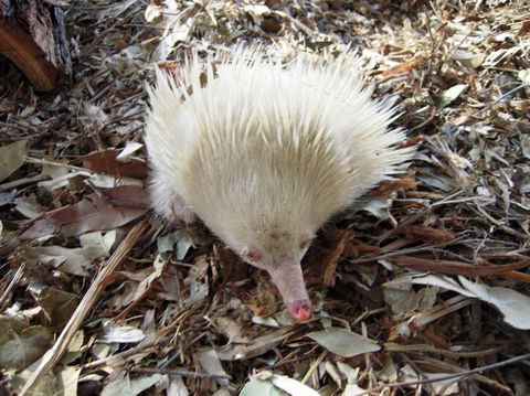 Potoroo Palace - Accommodation Newcastle 4