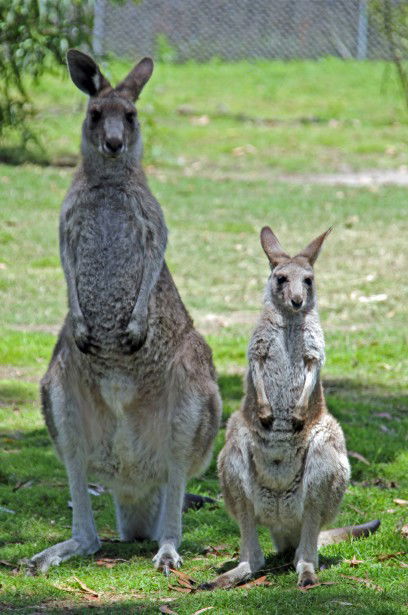 Potoroo Palace - Accommodation Newcastle 5