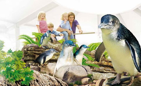 Manly SEA LIFE Sanctuary - Accommodation Newcastle 1