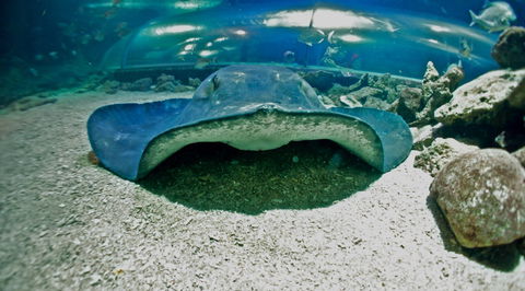Manly SEA LIFE Sanctuary - Accommodation Newcastle 3
