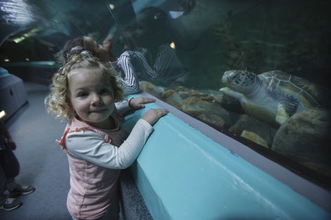 Manly SEA LIFE Sanctuary - Accommodation Newcastle 4