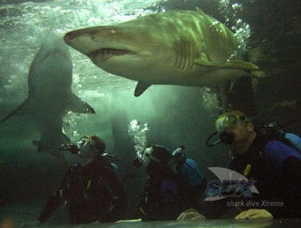 Manly SEA LIFE Sanctuary - Accommodation Newcastle 5