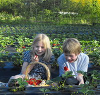 Blue Hills Berries  Cherries - Accommodation Newcastle