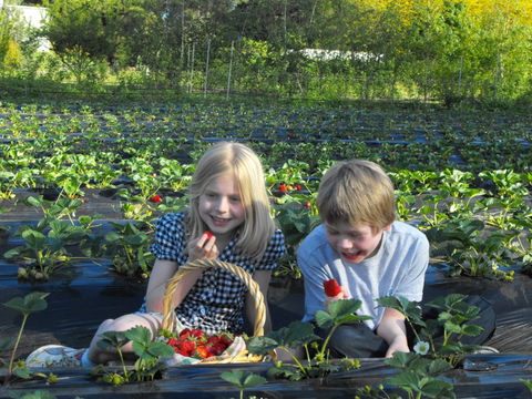 Blue Hills Berries & Cherries - Accommodation Newcastle 0
