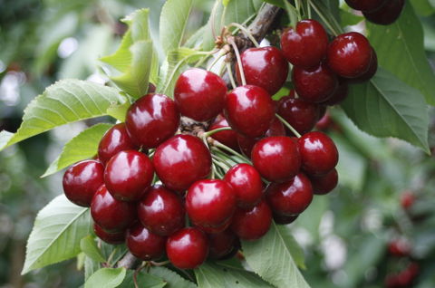 Blue Hills Berries & Cherries - Accommodation Newcastle 2