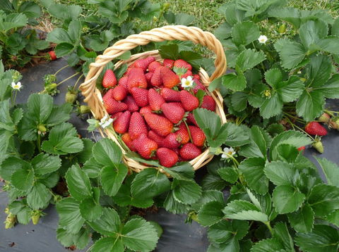Blue Hills Berries & Cherries - Accommodation Newcastle 3