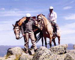 High Country Horses - Accommodation Newcastle 3
