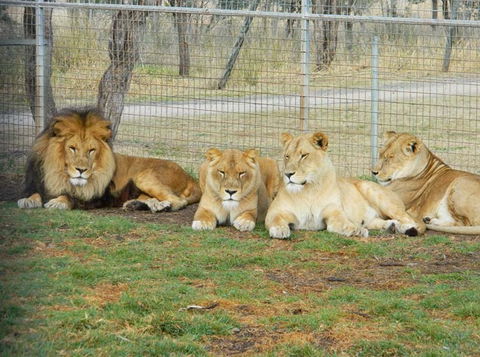 Darling Downs Zoo - Accommodation Newcastle 4