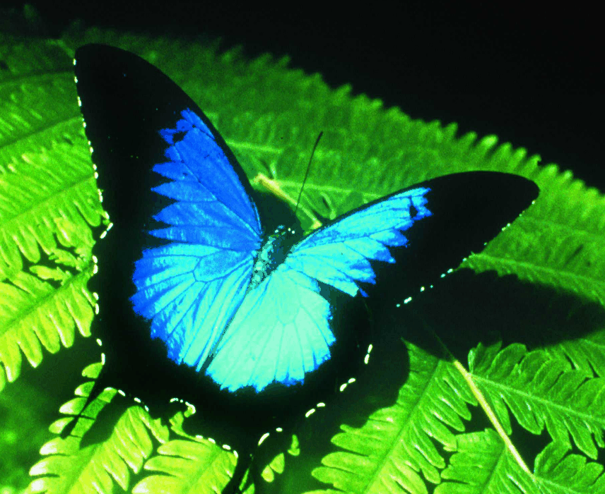 Australian Butterfly Sanctuary - Accommodation Newcastle 0