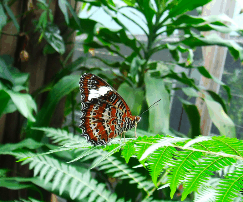 Australian Butterfly Sanctuary - Accommodation Newcastle 1