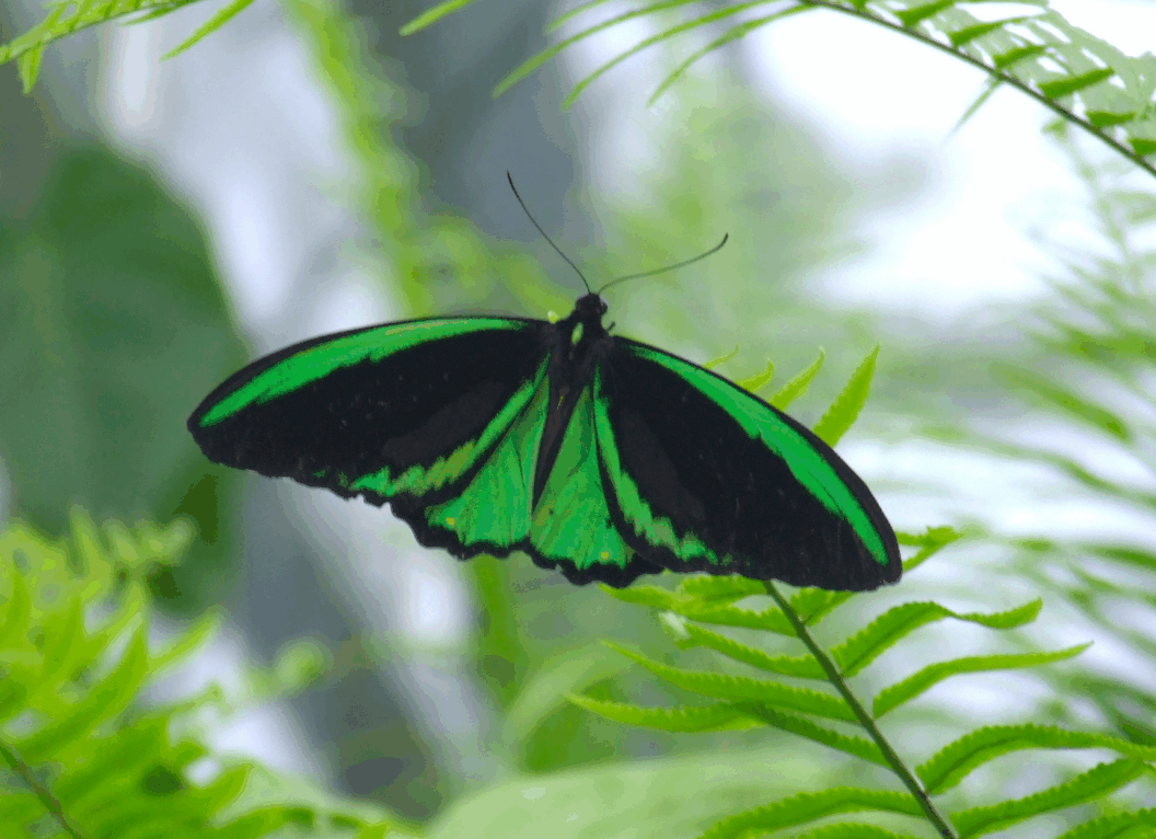 Australian Butterfly Sanctuary - Accommodation Newcastle 2