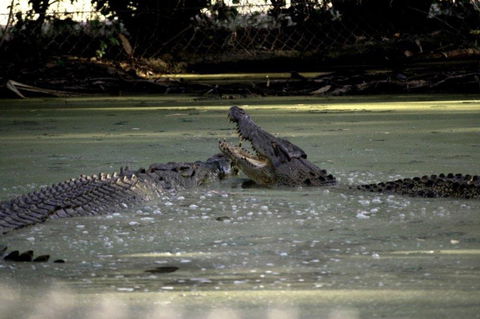 Billabong Sanctuary - Accommodation Newcastle 3