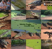 The Malcolm Douglas Crocodile Park - Accommodation Newcastle