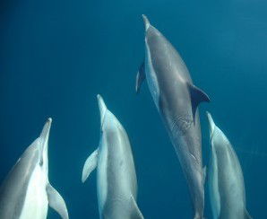 Dolphin Swim Australia - Accommodation Newcastle 6