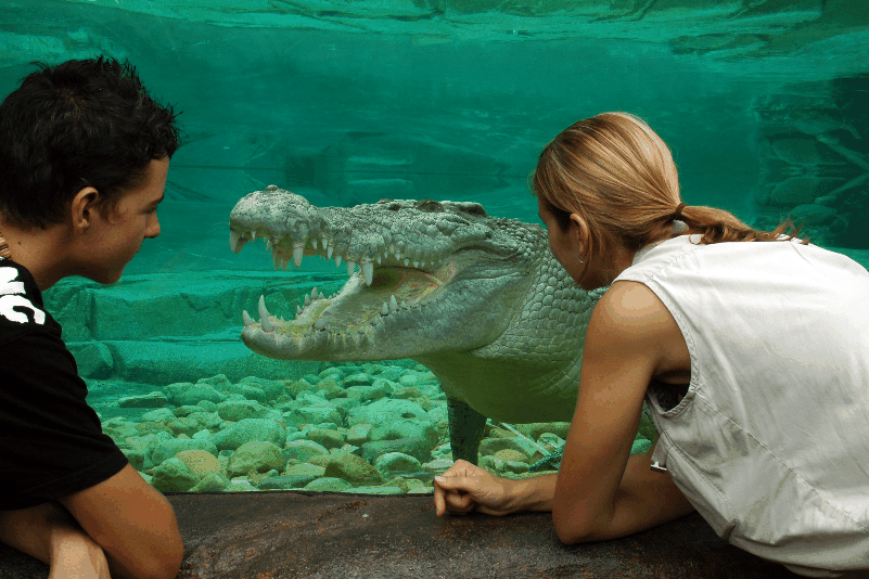 Cairns Wildlife Dome - Accommodation Newcastle 1