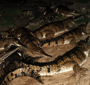 Cairns Night Zoo - Accommodation Newcastle 3