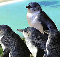 Rockingham Wild Encounters - Accommodation Newcastle