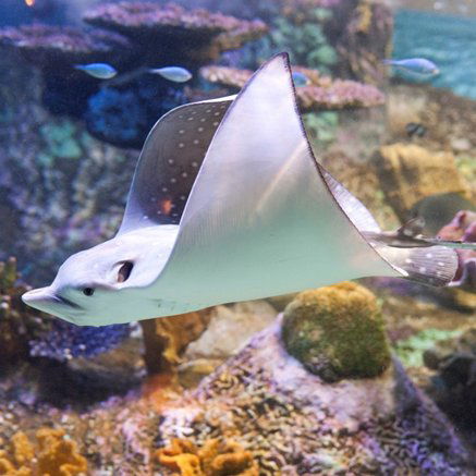 Melbourne Aquarium - Accommodation Newcastle 4