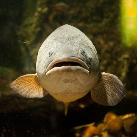 Melbourne Aquarium - Accommodation Newcastle 5