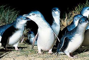 Bunyip Tours - Accommodation Newcastle 4