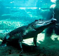 WILD LIFE Sydney Zoo - Accommodation Newcastle