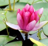 The Lotus Day Spa and Retreat - Accommodation Newcastle