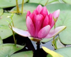 The Lotus Day Spa And Retreat - Accommodation Newcastle 0