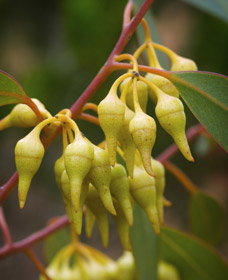 Ravensthorpe WA Accommodation Newcastle