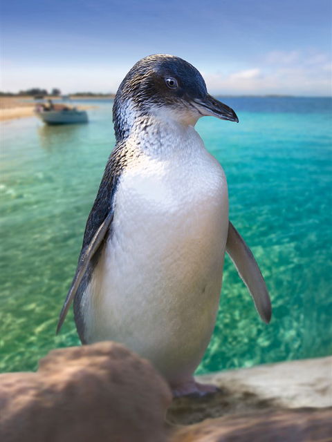 Penguin Island - Accommodation Newcastle 0