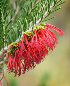 Ethel Daw Scenic Drive - Accommodation Newcastle 0