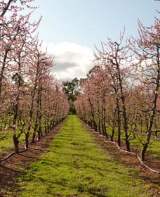 Raeburn Orchards - Accommodation Newcastle 0