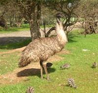 Minlaton Fauna Park - Accommodation Newcastle