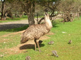 Minlaton Fauna Park - Accommodation Newcastle 0