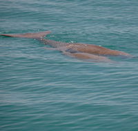 Dugongs - Accommodation Newcastle