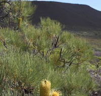 Lesueur Walk Trail Mount Lesueur - Accommodation Newcastle