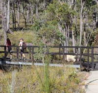 Forest Path Crooked Brook - Accommodation Newcastle