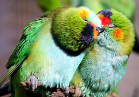 Rainbow Jungle - The Australian Parrot Breeding Centre - Accommodation Newcastle 0