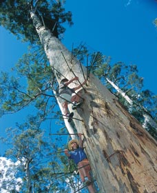 Dave Evans Bicentennial Tree - Accommodation Newcastle 0