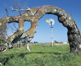 Greenough Leaning Trees - Accommodation Newcastle 0