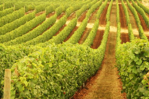 Happs Wines - Accommodation Newcastle 0