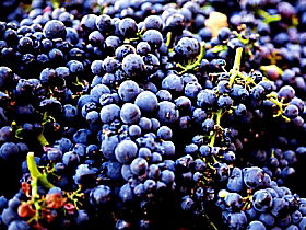 Laurel Bank Vineyard - Accommodation Newcastle 0