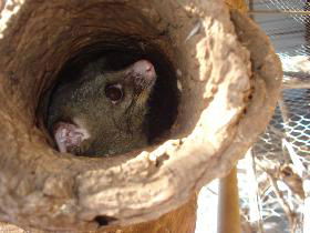 Mulga Sanctuary And Wildlife Park - Accommodation Newcastle 0