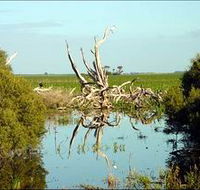Bool Lagoon Game Reserve and Hacks Lagoon Conservation Park - Accommodation Newcastle