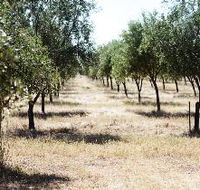 Talinga Grove Olive Oils - Accommodation Newcastle