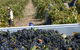 Rolf Binder Wines - thumb 0
