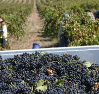 Rolf Binder Wines - Accommodation Newcastle