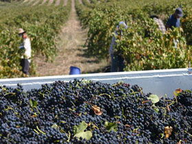 Rolf Binder Wines - Accommodation Newcastle 0