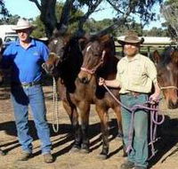 Coffin Bay Brumby Preservation Society Incorporated - Accommodation Newcastle