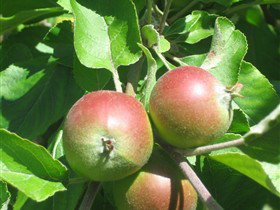 Sage Cooking School - Accommodation Newcastle 0