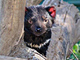 Trowunna Wildlife Sanctuary - Accommodation Newcastle 0